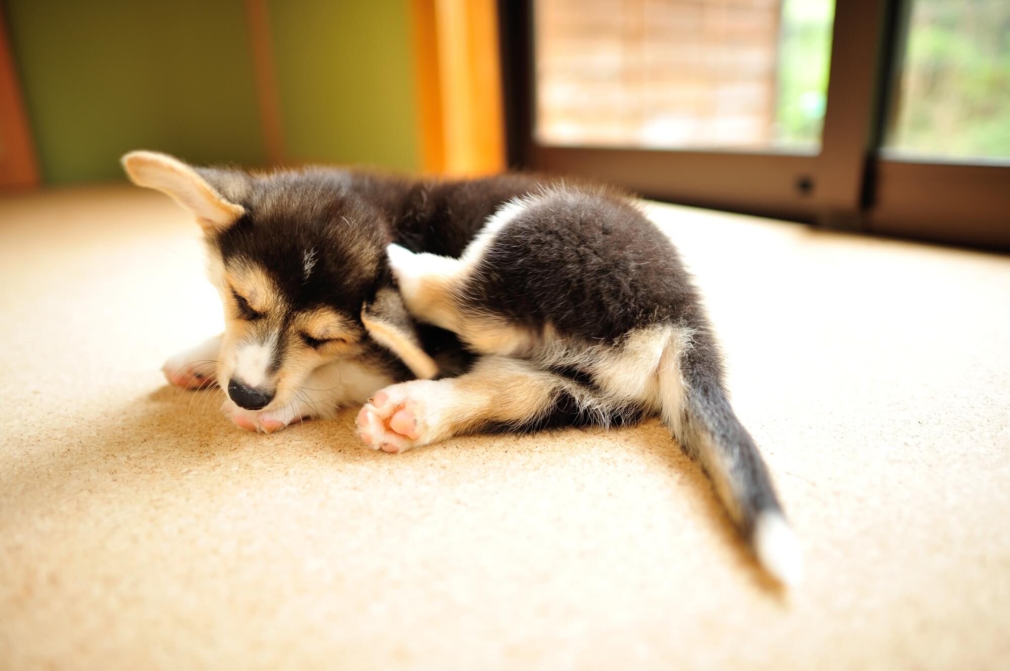 犬にみられるアレルギー症状